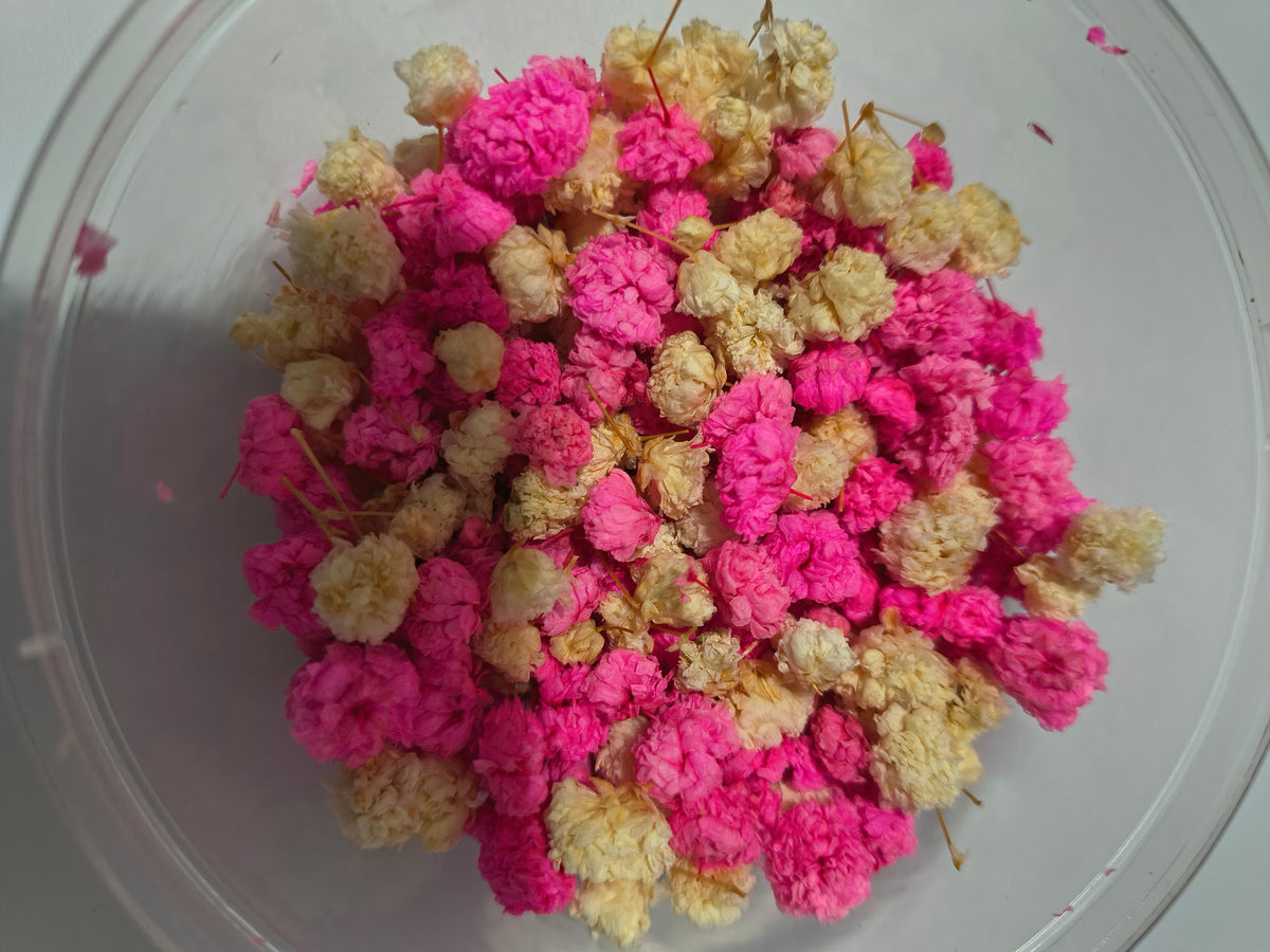 Pink and White flower buds